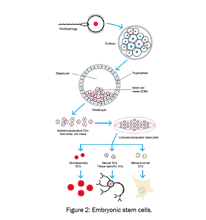 Toxicological-Studies-Embryonic-stem-cells