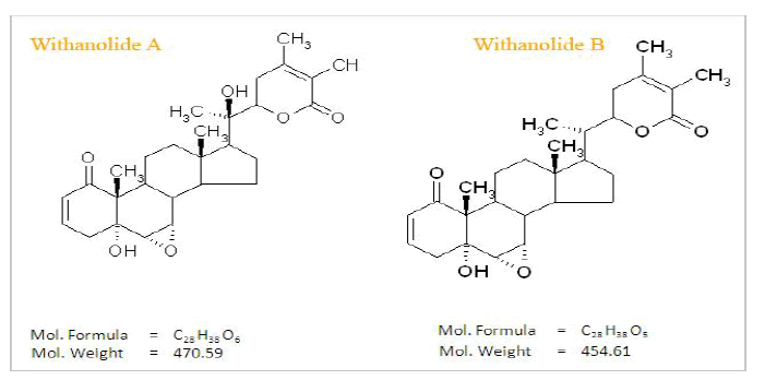 图像”>
     <p><strong>药理作用</strong></p>
     <p>几个世纪的阿育吠陀医学使用经验<em>Withania somnifera</em>揭示了其药理价值产生的抗生素,aboritifacient, aphrosidiac,涩,抗炎,轻泻药,利尿剂,麻醉剂、镇静剂,补剂。Ashwagandha已经发现:提供强有力的抗氧化保护(14、15)。刺激免疫系统细胞的激活,如淋巴细胞和吞噬细胞(16、17)。消除压力的影响,通常促进健康[18]。</p>
     <p><strong>抗炎活性</strong></p>
     <p>Withaferin展览相当强有力的抗风湿、抗炎活动。抗炎活性归因于生物活性类固醇,Withaferin是一个主要组件。它是那么有效剂量氢化可的松琥珀酸钠剂量[19]。发现有效地抑制关节炎综合征没有任何毒性作用。与hydrocortisone-treated动物体重,动物治疗关节炎综合征Withaferin显示增加的体重。有趣的是,Withaferin似乎更强大的比氢化可的松adjuvant-induced关节炎大鼠,结束实验近似人类风湿性关节炎。水肿的抑制活性,化合物给一个好的doseresponse的剂量范围目前消费量毫克/公斤体重的白化大鼠腹腔内和行动的单剂量有一个很好的时间,它可以有效地抑制炎症后4小时的管理[20]。Asgand (<em>Withania somnifera</em>)已被证明具有抗炎性质在许多炎症动物模型如carrageenan-induced炎症,棉粒肉芽肿和adjuvant-induced关节炎进行了详细的研究探讨血清β-1球蛋白的释放在炎症的两个模型炎症viz. adjuvantinduced关节炎和formaldehyde-induced关节炎的主要阶段。实验显示有趣的结果,大部分的APR wereinfluenced在很短的时间,也抑制炎症的程度[21]。</p>
     <p><strong>抗应激</strong></p>
     <p>基本医疗科学研究所进行的一项研究在加尔各答大学检查Ashwagandha在啮齿动物慢性压力的影响。一段21天,动物们收到了轻微电击。产生的压力对动物产生高血糖,葡萄糖耐受不良,增加血浆皮质酮水平,胃肠溃疡、男性性功能障碍、认知障碍、免疫抑制和精神抑郁[22]。研究人员使用<em>Withania somnifera</em>发现了动物的草前一小时足底电击经历了显著降低水平的压力。这项研究证实了理论,Ashwagandha显著抗应激adaptogenic效应[23]。研究的药理学,德克萨斯大学健康科学中心表示,Ashwagandha提取生产GABA-like活动,可能占草的抗焦虑效果[24]。GABA(γAmino-butyric酸)是一种抑制性神经递质。它的功能是降低神经元活动,抑制神经细胞从射击。这个动作产生镇静效应。过度的神经活动会导致不安和失眠,但GABA能抑制神经细胞的数量在大脑,有助于睡眠,提升情绪,减少焦虑。Ashwagandha传统上被用来稳定患者情绪行为障碍。研究显示,草在啮齿动物产生抗抑郁和抗焦虑效果与抗抑郁药物丙咪嗪和抗焦虑药物氯羟去甲安定(安定)[25]。事实上,Ashwagandha是一种使用最广泛的一些在印度,它拥有在中国类似人参的位置的重要性。 It acts mainly on the reproductive and nervous systems, having a rejuvenative effect on the body, and is used to improve vitality and aid recovery after chronic illness [26]. Chronic stress can cause conditions such as cognitive deficit, immunosuppression, sexual dysfunction, gastric ulceration, irregularities in glucose homeostasis, and changes in plasma corticosterone levels. In a rat model of chronic stress syndrome,<em>Withania somnifera</em>和人参提取物进行比较和对比的能力缓解的一些不利影响慢性压力[27]。研究结果表明,Ashwagandha和人参的频率和严重程度减少应激溃疡、逆转应激抑制男性性行为,抑制慢性压力的影响保留学习任务。两种植物也逆转应激免疫抑制,但只有Withania提取腹膜巨噬细胞活动增加。Withania提取的活动是关于人参提取物的活动一样。<em>Withania somnifera</em>然而,胜过人参,它似乎并不导致.ginseng-abuse综合症。,以高血压、水肿、肌肉紧张,失眠[28]。</p>
     <p><strong>抗生素的活动</strong></p>
     <p>根和叶的抗生素活动最近显示实验。Withaferin在10μg /毫升的浓度抑制各种革兰氏阳性细菌的生长,抗酸的有氧细菌和致病真菌。这是主动对微球菌化脓性链球菌var球菌和部分抑制枯草芽孢杆菌的活性glucose-6-phosphatedehydrogenase。Withaferin抑制Ranikhet病毒。灌木的提取是主动对牛痘病毒和痢疾阿米巴[29]。Asgand显示对系统性曲霉菌感染的保护行动。这种保护活动可能是相关巨噬细胞的激活函数显示的观察增加引起的腹膜巨噬细胞的吞噬作用和细胞内杀死Ashwagandha治疗小鼠[30]。抗生素的活性Withaferin是由于不饱和lactone-ring的存在。内酯显示出强大的治疗活动在兔子实验诱导脓肿,比青霉素被有所增强。它既叶子治疗溃疡的声誉和痈土著医学系统[31]。</p>
     <p><strong>抗氧化作用</strong></p>
     <p>大脑和神经系统是相对更容易比其他组织自由基的损害,因为他们富含脂质和铁,都被认为是重要的在产生活性氧。神经组织的自由基损伤可能参与正常的衰老和神经退行性疾病,如癫痫、精神分裂症、帕金森氏症、阿尔茨海默氏病和其他疾病。WS的活动原则,sitoindosides VII-X withaferin (glycowithanolides),测试使用的主要抗氧化活性自由基清除酶、超氧化物歧化酶(SOD)、过氧化氢酶(CAT)、谷胱甘肽过氧化物酶(GPX)水平在老鼠大脑额叶皮层和纹状体。这些酶活性下降导致有毒的氧化自由基的积累和产生退行性的影响。这些酶的增加将是增加抗氧化活性和对神经组织的保护作用。积极glycowithanolides WS有每天一次21天,在所有酶都观察到剂量增加;媲美的增加与deprenyl(已知的抗氧化剂)管理。这意味着大脑中的WS有抗氧化作用,这可能是导致其多样的药理特性[32]。在另一项研究中,水中悬浮体的WS根提取物对应激评估其影响脂质过氧化(法律流程外包)在老鼠和兔子。法律流程外包血液水平增加了脂多糖(LPS)肺炎克雷伯菌和肽聚糖(PGN)金黄色葡萄球菌。 Simultaneous oral administration of WS extract prevented an increase in LPO [33]. Apart from hepatic lipid peroxidation (LPO), the serum enzymes, alanine aminotransferase, aspartate aminotransferase and lactate dehydrogenase, were assessed as indices of hepatotoxicity. Silymarin (20 mg/kg, p.o.) was used for comparison. Iron overload induced marked increase in hepatic LPO and serum levels of the enzymes, which was attenuated by glycowithanolides (WSG) in a dose-related manner, and by silymarin [34].</p>
     <p><strong>抗衰老的活动</strong></p>
     <p>Ashwagandha测试其抗衰老特性的双盲临床试验。50一组101名健康男性,59岁的草在每日剂量为3克一年。受试者经历了显著改善血红蛋白,红细胞计数,头发黑色素,坐在地位。血清胆固醇降低和指甲钙被保留。百分之七十的研究对象报告改善性性能[35]。</p>
     <p><strong>抗惊厥的活动</strong></p>
     <p>管理Asgand根提取物发现减少混蛋和阵挛动物分别在70%和10%剂量为100毫克/公斤,减少的严重程度戊二烯四唑(PTZ)全身抽搐是脑电图波模式[36]。Asgand根提取物显示减少汽车电刺激引起的癫痫发作的严重程度对basilateral杏仁核设施通过双极电极。Asgand提取的保护作用抽搐报道涉及gaba ergic中介[37]。</p>
     <p><strong>益智药效果</strong></p>
     <p>影响sitoindosides VII-X和withaferin隔绝水甲醇提取栽培品种的根WS研究大脑胆碱能、glutamatergic和gaba ergic受体的老鼠。稍有增强乙酰胆碱酯酶的化合物(疼痛)活动隔外侧苍白球,和减少疼痛活动斜角带垂直。这些变化是伴随着增强M1-muscarinic-cholinergic受体结合在外侧和内侧隔以及额叶皮质,而M2 -毒蕈碱的受体结合网站增加的皮质区域包括扣带回、额叶、顶叶和retrospinal皮层。数据表明,化合物优先影响事件的皮层和基底前脑cholinergic-signal转导级联。皮质毒蕈碱的药物增加乙酰胆碱受体的能力可能部分解释cognitionenhancing和memory-improving WS提取物在动物和人类的影响[38]。在一项研究中,赵等[39]Withanoside IV (WS的成分;WS)诱导神经突的根源产物在培养大鼠皮层神经元。口服Abeta-injected withanoside IV显著提高记忆缺陷的小鼠和防止损失的轴突,树突和突触。Sominone withanoside IV的糖苷配基,被确认为口服后主要代谢物withanoside IV。Sominone显著诱导再生轴突和树突和突触重建在β淀粉状蛋白质培养的大鼠皮层神经元受损。Withanoside IV可能改善神经功能障碍在阿尔茨海默病和代谢是sominone后主动原则。 In another study reserpine treated animals also showed poor retention of memory in the elevated plus maze task paradigm. Chronic WS administration significantly reversed reserpine-induced retention deficits [40]. In different study with WS root extract improved retention of a passive avoidance task in a step-down paradigm in mice. WS also reversed the scopolamine-induced disruption of acquisition and retention and attenuated the amnesia produced by acute treatment with electroconvulsive shock (ECS), immediately after training. Chronic treatment with ECS, for 6 successive days at 24 h intervals, disrupted memory consolidation on day 7. Daily administration of WS for 6 days significantly improved memory consolidation in mice receiving chronic ECS treatment. WS, administered on day 7, also attenuated the disruption of memory consolidation produced by chronic treatment with ECS. On the elevated plus-maze, WS reversed the scopolamine-induced delay in transfer latency on day 1. On the basis of these findings, it is suggested that WS exhibits a nootropic-like effect in naïve and amnesic mice [41].</p>
     <p><strong>抗帕金森病的属性</strong></p>
     <p>帕金森病是一种神经退行性疾病,其特征是多巴胺(DA)神经元的选择性损失的黑质致密部。触发的事件和/或调解nigral DA神经元的损失,然而,尚不清楚。Neuroleptic-induced木僵一直被用作帕金森症的动物模型筛选药物。氟哌啶醇或管理显著利血平诱导小鼠木僵。WS显著抑制氟哌啶醇或reserpine-induced强直性昏厥并提供希望治疗帕金森病[42]。在另一项研究中,6-Hydroxydopamine (6-OHDA)是一种使用最广泛的为帕金森病大鼠模型。有足够的证据在文献中,通过氧化剂应激6-OHDA抒发其毒性表现。WS提取物的抗帕金森病的影响报道由于强有力的抗氧化剂,antiperoxidative和自由基淬火性能在不同的病变情况。老鼠用WS预处理提取口服3周。21天,6-OHDA被注入到右侧纹状体而虚假的操作组。 Three weeks after 6-OHDA injections, rats were tested for neurobehavioral activity and were killed 5 weeks after lesioning for the estimation of lipidperoxidation, reduced glutathione content, activities of glutathione-S-transferase, glutathione reductase, GPX, SOD and CAT, catecholamine content, dopaminergic D2 receptor binding and tyrosine hydroxylase expression. WS extract reversed all the parameters significantly in a dose-dependent manner [43]. Tardive dyskinesia is one of the major side effects of long-term neuroleptic treatment. The pathophysiology of this disabling and commonly irreversible movement disorder is still obscure. Vacuous chewing movements in rats are widely accepted as an animal model of tardive dyskinesia. Oxidative stress and products of lipid peroxidation are implicated in the pathophysiology of tardive dyskinesia. Repeated treatment with reserpine on alternate days for a period of 5 days significantly induced vacuous chewing movements and tongue protrusions in rats. Chronic treatment with WS root extract for a period of 4 weeks to reserpine treated animals significantly and dose dependently reduced the reserpineinduced vacuous chewing movements and tongue protrusions. Oxidative stress might play an important role in the pathophysiology of reserpine-induced abnormal oral movements [44]. In another study, WS glycowithanolides (WSG) administered concomitantly with haloperidol for 28 days, inhibited the induction of the neuroleptic TD. Haloperidol-induced TD was also attenuated by the antioxidant, vitamin E, but remained unaffected by the GABAmimetic antiepileptic agent, sodium valproate, both agents being administered for 28 days like WSG. Antioxidant effect of WSG, rather than its GABA-mimetic action reported for the prevention of haloperidol-induced TD [45]. WS significantly reversed the catalepsy, tardive dyskinesia and 6- Hydroxydopamine elicited toxic manifestations and may offer a new therapeutic approach to the treatment of Parkinson's disease</p>
     <p><strong>心血管保护</strong></p>
     <p>WS可能是有用的作为一般补药,部分原因是其有利影响心肺系统,在接下来的研究报道。WS的影响研究心血管和呼吸系统的狗和青蛙[46]。生物碱有长时间的降血压药,bradycardiac,和呼吸兴奋剂行动狗。研究发现,低血压患者的影响主要是由于自主神经节的阻塞作用,抑制作用更高的大脑中心也导致低血压。生物碱刺激血管舒缩性和脑干呼吸中枢的狗。cardio-inhibitory行动狗似乎是由于神经节阻断和直接对行动。立即产生的生物碱主要但短暂的cardio-depressant效应和弱,但长期在孤立的正常和衰弱的蛙心强心的效果。在另一项研究中,左心室功能障碍被认为是降低心率、左心室率峰值正面和负面压力变化和左心室舒张末期压力升高对照组被记录。WS显示强烈的isoprenaline-induced实验模型中的保护作用在大鼠肌坏死。增加内源性抗氧化剂,维护心肌抗氧化状态和重要的恢复大部分的血液动力学的改变参数可能导致其保护作用[47]。</p>
     <p><strong>免疫调节活动</strong></p>
     <p>Asgand显示重要的调制的免疫反应在动物模型。管理Asgand被发现可以防止老鼠体内的myelo-suppression处理三个免疫抑制药物viz.环磷酰胺、azathioprin和强的松。治疗Asgand被发现显著增加Hb浓度、红细胞计数、血小板计数,和对小鼠体重[48]。管理Asgand提取被发现显著降低环磷酰胺(CTX)引起的白细胞减少的治疗。管理Asgand提取β-esterase阳性细胞的数量增加CTX治疗动物的骨髓,相比单独CTX治疗组[44]。管理Asgand提取被发现显著降低引起的白细胞减少次致命剂量的γ辐射[49]。Withaferin和Withanolide E表现出特定的免疫抑制效应对人类B和T淋巴细胞和小鼠胸腺细胞。Withanolide E对T淋巴细胞的影响具体而Withaferin影响B和T淋巴细胞[50]。</p>
     <p><strong>Anti-hyperglycaemic效应</strong></p>
     <p>Asgand连同其他成分的复合配方(Transina)已报告降低链脲霉素(STZ)全身的高血糖症的老鼠。这种anti-hyperglycaemic效应可能是由于胰岛自由基清除活性,因为hyperglycaemic STZ活动是减少的结果在胰岛细胞超氧化物歧化酶(SOD)活性导致退行性氧化自由基的积累在胰岛β细胞[51]。</p>
     <p><strong>降血脂药的效果</strong></p>
     <p>WS根粉总脂质,降低胆固醇和甘油三酯在hypercholesteremic动物。另一方面,血浆脂蛋白胆固醇水平明显增加,β-还原酶活性和胆汁酸含量的肝脏。类似的趋势也在胆汁酸、胆固醇和中性甾醇与WS政府hypercholesteremic动物排泄。此外,显著降低脂质过氧化作用发生在WS管理hypercholesteremic动物正常的同行相比。然而,WS根粉也有效的降低血脂水平正常受试者[52]。在另一项研究中与水提物的水果Withania coagulans高脂肪饮食诱导hyperlipidemic老鼠7周,显著降低血清胆固醇升高,甘油三酯和脂蛋白水平。这种药物还显示在triton-induced高胆固醇血症降血脂药活动。hyperlipidemic治疗大鼠的肝脏组织的组织病理学检查显示相对较小的退行性变化与hyperlipidemic控制。据报道Withania coagulans水果的降血脂药效果与阿育吠陀的产品包含没药mukkul [53]。在另一项研究中,低血糖,利尿剂和hypocholesterolemic WS的根源进行了评估对人体的影响。 Six mild NIDDM subjects and six mild hypercholesterolemic subjects were treated with the powder of roots of WS for 30 days. Suitable parameters were studied in the blood and urine samples of the subjects along with dietary pattern before and at the end of treatment period. Decrease in blood glucose was comparable to that of an oral hypoglycemic drug. Significant increase in urine sodium, urine volume, significant decrease in serum cholesterol, triglycerides, LDL (low density lipoproteins) and VLDL (very low density lipoproteins) cholesterol were observed indicating that root of WS is a potential source of hypoglycemic, diuretic and hypocholesterolemic agents [54].</p>
     <p><strong>性行为</strong></p>
     <p>Methanolic根提取的WS口服接种剂量3000毫克/公斤/天7天的老鼠。他们的性行为是评估前7天治疗,治疗3和7天,7天,14岁和30后处理的每个男性与接受女性配对。WS根提取物诱导显著障碍性欲,性性能,性活力,阴茎勃起功能障碍。这些影响部分可逆停止治疗。antimasculine效果不是由于睾丸激素水平的变化但归因于hyperprolactinemic, gaba ergic,含血清素的提取或镇静剂活动。WS根可能会损害男性性能力[55]。</p>
     <p><strong>致活动</strong></p>
     <p>据报道,Ashwagandha具有抗癌效果。动物细胞培养的研究表明,草本kappaB核因子的水平下降,抑制了细胞间肿瘤坏死因子,强化在癌细胞凋亡信号线路[56]。最激动人心的可能的用途之一Ashwagandha是对抗癌症的能力通过减少肿瘤大小(57岁的58)。调查其使用在治疗各种形式的癌症,抗肿瘤的效果<em>Withania somnifera</em>研究人员一直在研究。在一项研究中,草是评估的抗肿瘤效应urethane-induced成年雄性小鼠肺肿瘤[59]。Ashwagandha管理后的七个月,动物的肺的组织学外观获得了草所观察到的类似于控制动物的肺。</p>
     <p><strong>其它治疗的好处</strong></p>
     <p>进一步的研究也表明ashwagandha有效治疗骨关节炎、炎症[60][61],[62],和迟发性运动障碍[63]。Ashwagandha已被证明是一个潜在的抗微生物剂,抗真菌活性[64],和温和的抗菌活性对Staphyloccus球菌和绿脓杆菌细菌菌株[65]。</p>
     <h4>结论</h4>
     <p><em>Withania somnifera</em>(Ashwagandha)是一种植物用于医学从阿育吠陀的时候,古印度医学的系统。植物也被广泛研究的各种药理活性如抗氧化剂,抗焦虑,产生的记忆增强,抗帕金森病的抗炎、抗肿瘤属性。各种免疫调节等作用,降血脂药、抗菌、心血管保护的性行为,也被研究过。尽管本文的结果是很有希望的使用WS多用医药代理,目前存在一些局限性在当前文学。WS已经成功地应用在世纪,阿育吠陀医学,应该进行更多的临床试验来支持它的治疗用途。</p>
     <h4>引用</h4>
     <ol>
      <li value=