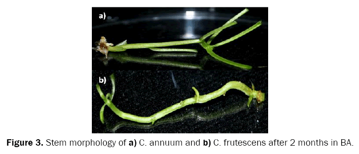 botanical-sciences-Stem-morphology