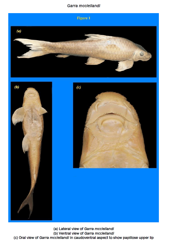 environmental-sciences-Lateral-view