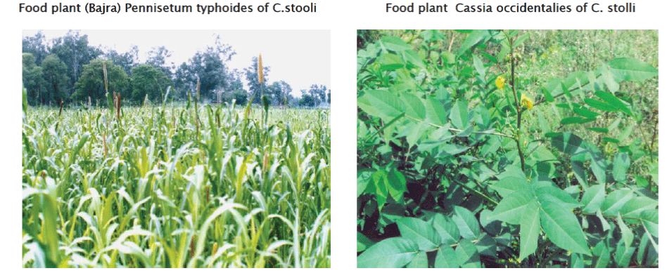 zoological-sciences-Pennisetum-typhoides